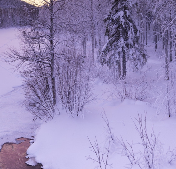 粉象生活下载app