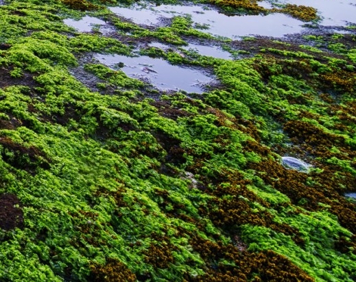 粉象生活的区域