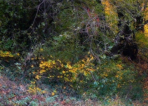 官方粉象生活代理