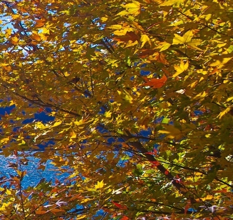 粉象生活盈利模式