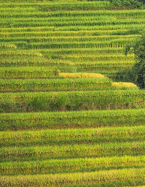 粉象生活账号恢复