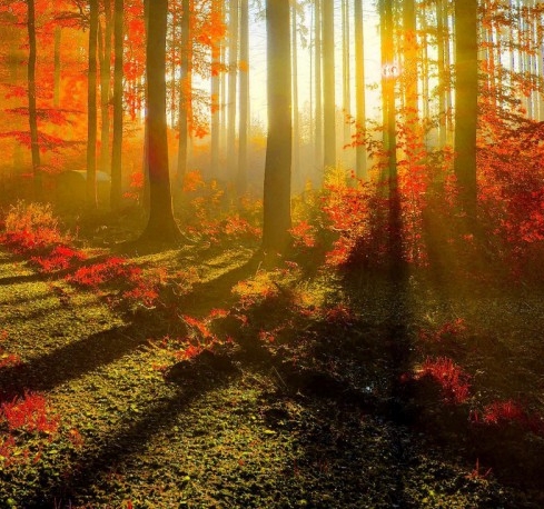 粉象生活用什么头像