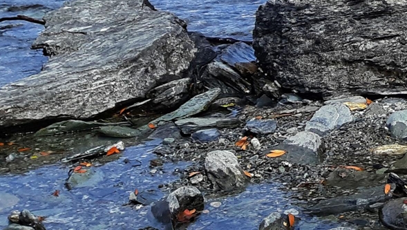 海浪生活直播