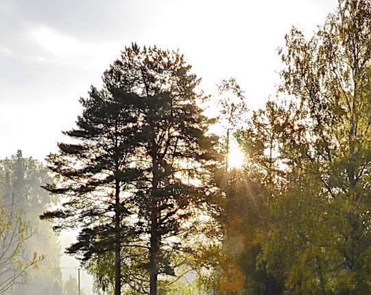 亳州粉象生活代理网页地址