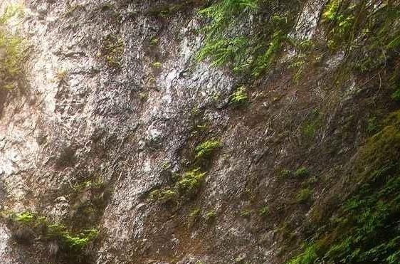 粉象生活月赚万元