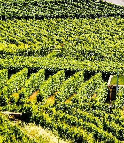 粉象生活注册要钱不