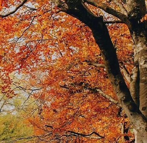 德州粉象生活邀请码