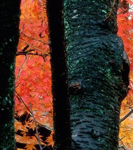 粉象生活和未来集市的区别