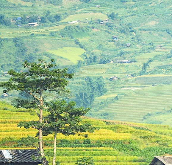 粉象生活优选下载