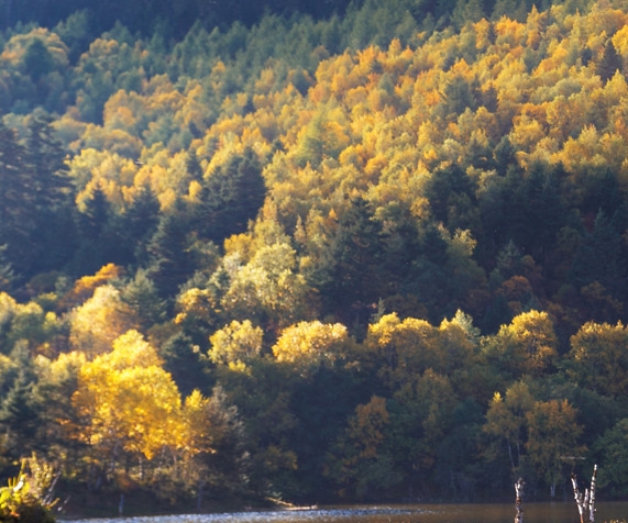 湖北什么酒比较出名