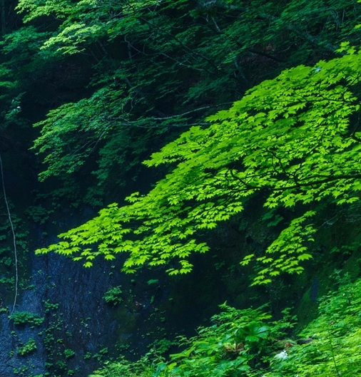 江西正规粉象生活