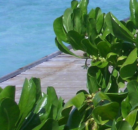 小粉象