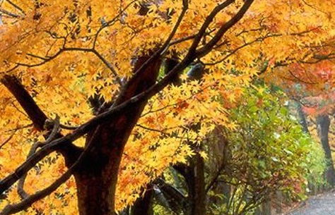 粉象生活邀请码