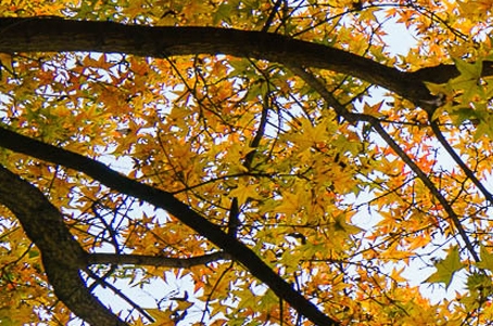 粉象生活下线几级