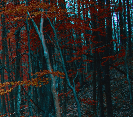 粉象生活返佣是真的吗