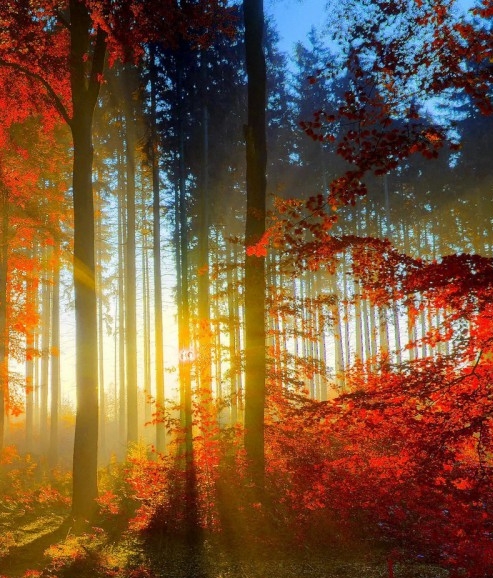 小哥哥粉象生活邀请码