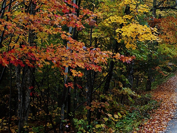 粉象生活进账原因