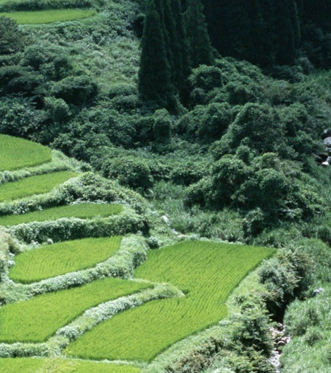兰州粉象生活代理