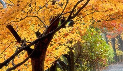 粉象生活新用户没有邀请码怎么办