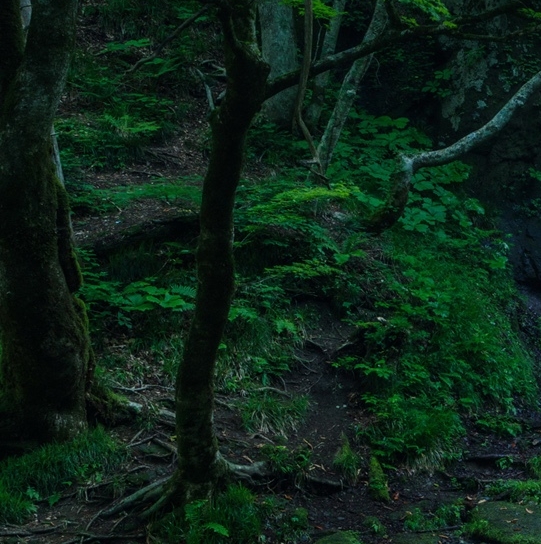 粉象生活