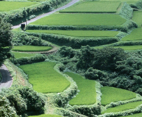 粉象生活取消淘宝授权