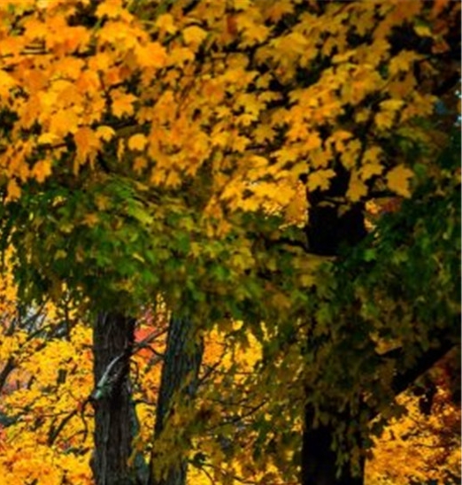 粉象生活如何取消购买会员