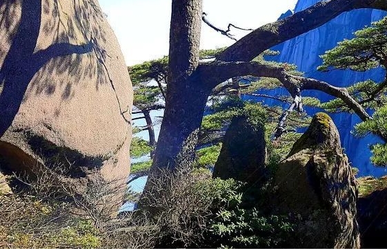 粉象生活下载