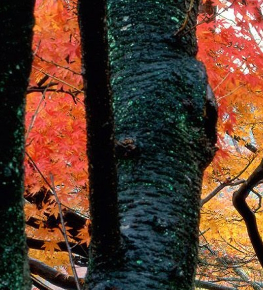 粉象生活自媒体可以做吗