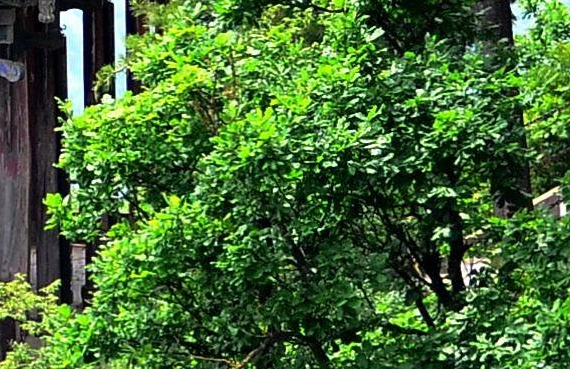 粉象生活推广技巧