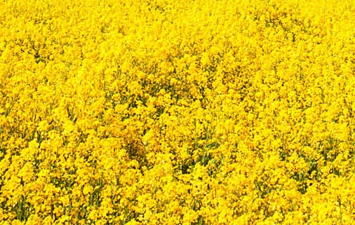 粉象生活邀请码