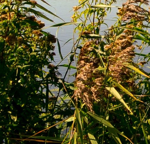 粉象是哪个公司做的