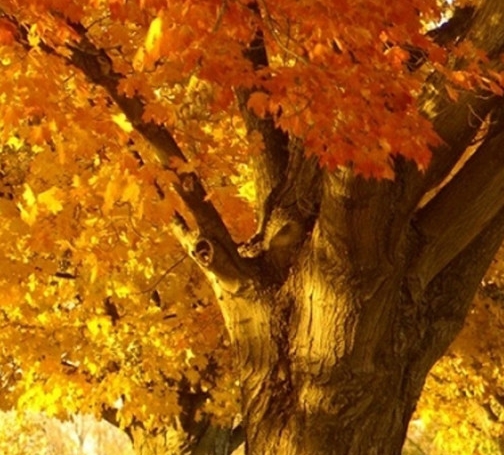 粉象生活能赚到钱吗