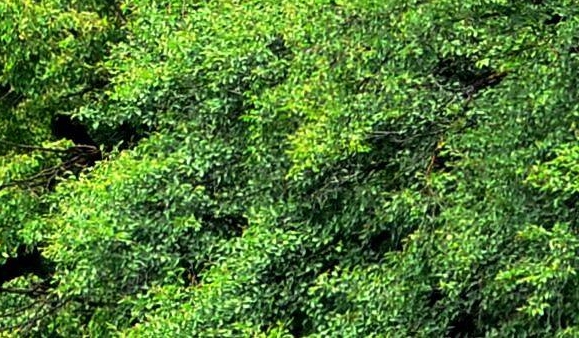 本地生活直播和电商直播
