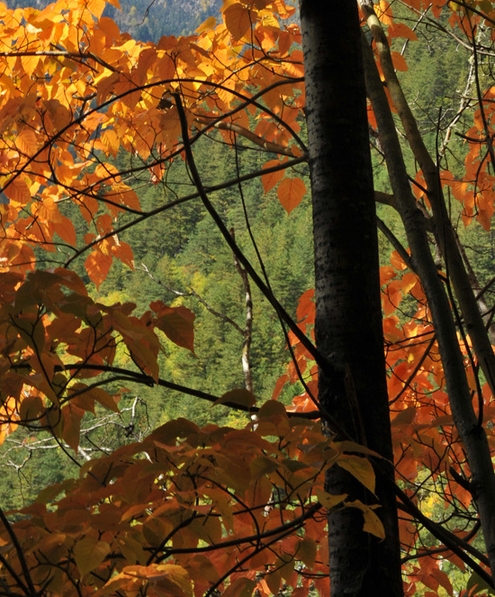 粉象生活邀请人返多少