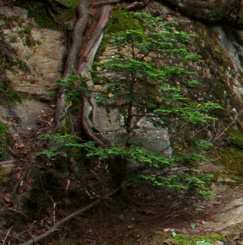 怎样在小红象上挣钱