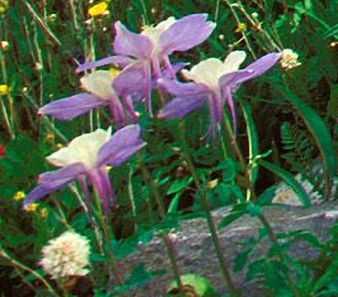 粉象生活商家收款怎么开通