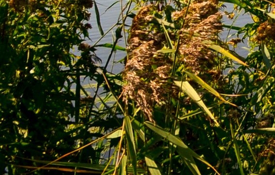 浅粉象深粉象 樱桃