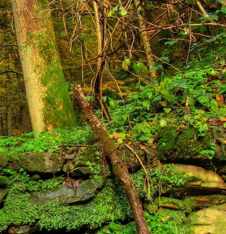 怎样下载粉象生活app