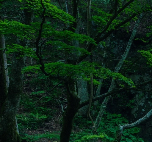 粉象生活 云阳先生