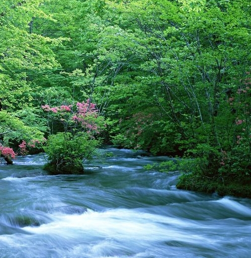 粉象生活模式合法吗
