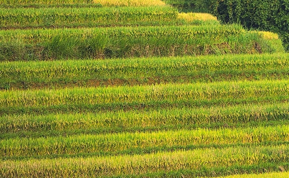 粉象生活必须要买会员吗
