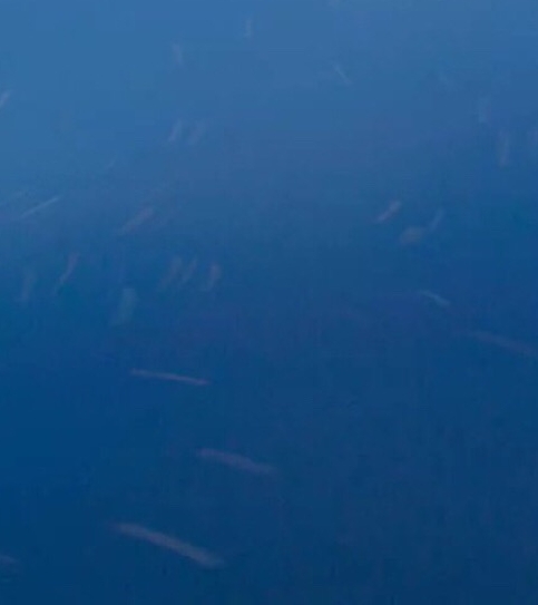 粉象生活官方邀请码哪一个是真的