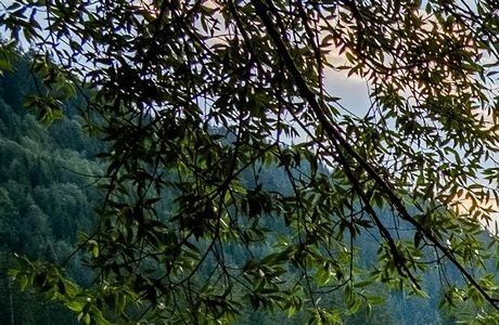 粉象生活推广文章