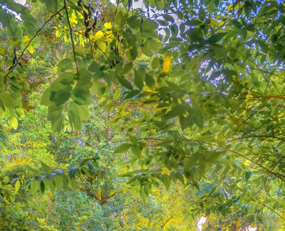 菏泽粉象生活积分