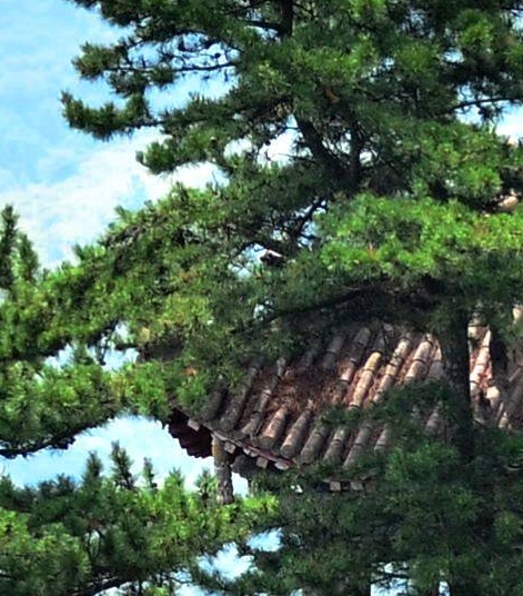 粉象生活模式合法吗