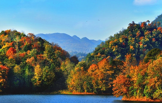 粉象邀请码怎么出来的