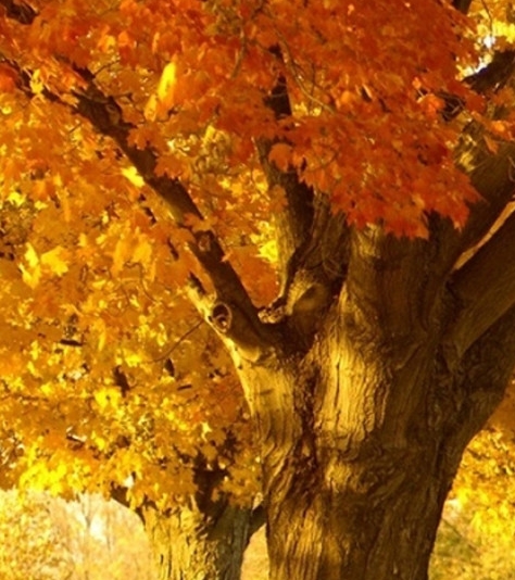 浙江有谁知道粉象生活注册邀请码