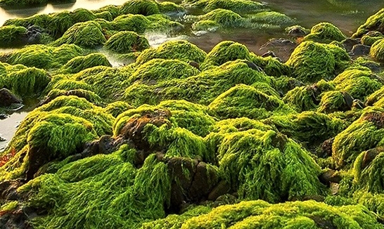 粉象秒挂