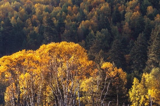 粉象生活代理怎么生成邀请码