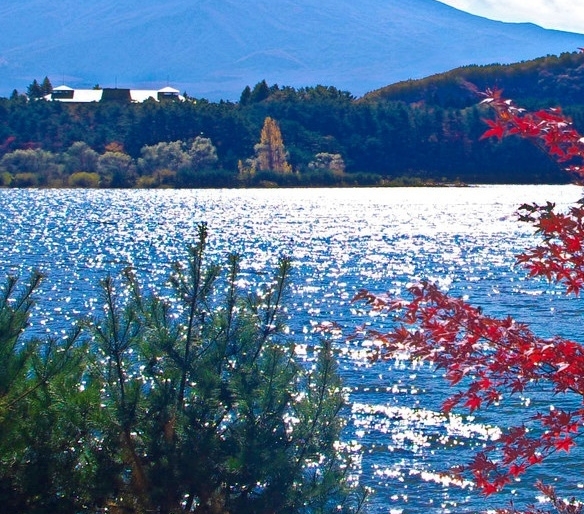 南平粉象生活收入
